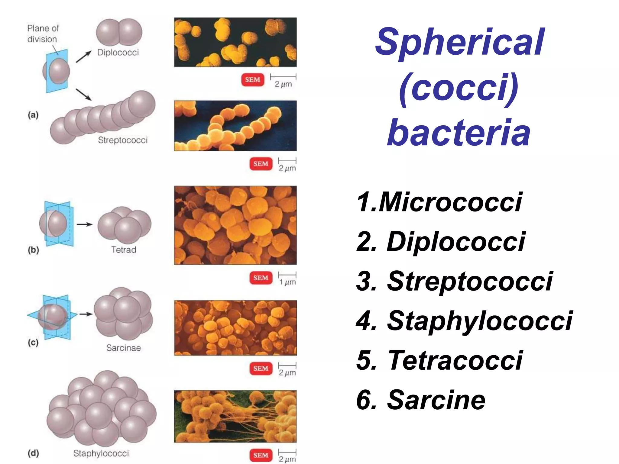 Spherical
(cocci)
bacteria
1.Micrococci
2. Diplococci
3. Streptococci
4. Staphylococci
5. Tetracocci
6. Sarcine
 