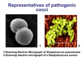 Introduction. medical microbiology 1 | PPTX