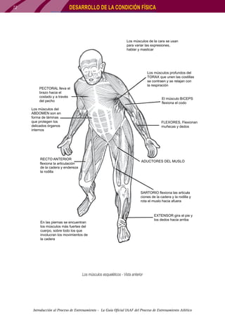 DESARROLLO DE LA CONDICIÓN FÍSICA

72

Los músculos de la cara se usan
para variar las expresiones,
hablar y masticar

Los músculos profundos del
TORAX que unen las costillas
se contraen y se relajan con
la respiración

PECTORAL lleva el
brazo hacia el
costado y a través
del pecho

El músculo BíCEPS
flexiona el codo

Los müsculos del
ABDOMEN son en
forma de láminas
que protegen los
delicados órganos
internos

FLEXORES, Flexionan
muñecas y dedos

RECTO ANTERIOR
flexiona la articulación
de la cadera y endereza
la rodilla

ADUCTORES DEL MUSLO

SARTORIO flexiona las articula
ciones de la cadera y la rodilla y
rota el muslo hacia afuera

En las piernas se encuentran
los músculos más fuertes del
cuerpo, sobre todo los que
involucran los movimientos de
la cadera

EXTENSOR gira el pie y
los dedos hacia arriba

Los músculos esqueléticos - Vista anterior

Los músculos esqueléticos - Vista anterior

Introducción al Proceso de Entrenamiento - La Guía Oficial IAAF del Proceso de Entrenamiento Atlético

 