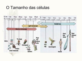 O Tamanho das células
 