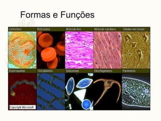 Formas e Funções
 