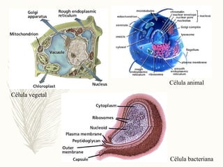 Célula vegetal
Célula bacteriana
Célula animal
 