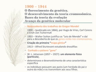 1900 – 1944
O florescimento da genética.
O desenvolvimento da teoria cromossômica.
Bases da teoria da evolução
Avanço da genética molecular
– Redescoberta dos trabalhos de Gregor Mendel
1900 – (publicado em 1866), por Hugo de Vries, Carl Corens
e Erich von TschermaK
– 1903 – Walter Sutton justifica as “Leis de Mendel” e daí
para a descoberta de que os genes estão nos cromossomos.
– Criação do primeiro “mapa gênico”
1913 – Alfred Sturtevant estudando drosófilas
– Cunhada a palavra “gene”
– W. L. Johansen (1857 – 1927): um elemento físico
(partícula),
– determinava o desenvolvimento de uma característica
específica
– os indivíduos possuem aos pares (um herdado do pai e
outro da mãe) e os transmitem aos seus filhos.
 