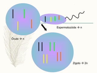 Óvulo  n
Espermatozóide  n
Zigoto  2n
 