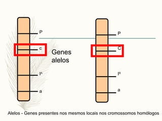 P
c
IA
a
P
C
IB
a
Genes
alelos
Alelos - Genes presentes nos mesmos locais nos cromossomos homólogos
 