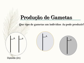 Produção de GametasProdução de Gametas
Que tipo de gametas um indivíduo Aa pode produzir?
A a
Diploide (2n)
A
a
 