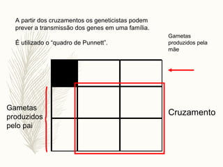 A partir dos cruzamentos os geneticistas podem
prever a transmissão dos genes em uma família.
É utilizado o “quadro de Punnett”.
Gametas
produzidos
pelo pai
Gametas
produzidos pela
mãe
Cruzamento
 