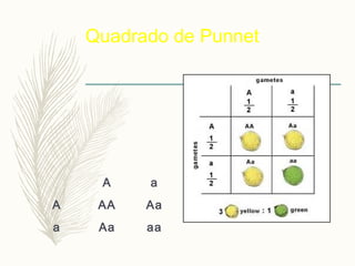 Quadrado de Punnet
A a
A AA Aa
a Aa aa
 