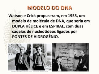 MODELO DO DNAMODELO DO DNA
Watson e Crick propuseram, em 1953, um
modelo de molécula de DNA, que seria em
DUPLA HÉLICE e em ESPIRAL, com duas
cadeias de nucleotídeos ligados por
PONTES DE HIDROGÊNIO.
 