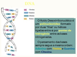 DNA
O Ácido Desoxirribonucléico é
um polinucleotídeo formado
por duas“fitas” ou hélices
ligadasentre si por pontes de
hidrogênio entre asbases
nitrogenadas.
O pareamento dasbases
sempre segue a mesma ordem:
Adenina com Timina e Guanina
com Citosina.
 