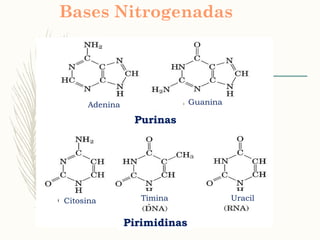 Bases Nitrogenadas
GuaninaAdenina
Purinas
Citosina Timina Uracil
Pirimidinas
 