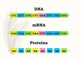 aa aa aa aa aa aa aa aa
Proteína
CTC ATT GTG CTT GAA TTT TTG GTG
DNA
GAG UAA CAC GAA CUU AAA AAC CAC
mRNA
 