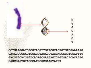 CCTGATGGATCGCGTACGTTGTACGCACAGTGTCGAAAAAG
CATACGGGGACTGCACGTACACGTAGCACGGCGTCGATTTT
GACGTGCACGTGTCAGTGCGATGAGTGAGTGACACACAGTG
CAGCGTGTGTACCCATGCGCGAAGTATGT
C
T
G
G
A
C
T
 