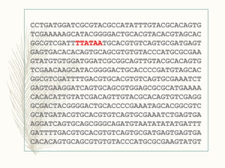 CCTGATGGATCGCGTACGCCATATTTGTACGCACAGTG
TCGAAAAAGCATACGGGGACTGCACGTACACGTAGCAC
GGCGTCGATTTTATAATGCACGTGTCAGTGCGATGAGT
GAGTGACACACAGTGCAGCGTGTGTACCCATGCGCGAA
GTATGTGTGGATGGATCGCGGCAGTTGTACGCACAGTG
TCGAACAAGCATACGGGGACTGCACCCCGATGTAGCAC
GGCGTCGATTTTGACGTGCACGTGTCAGTGCGAAATCT
GAGTGAAGGATCAGTGCAGCGTGGAGCGCGCATGAAAA
CACACATTGTATCGACAGTTGTACGCACAGTGTCGAGG
GCGACTACGGGGACTGCACCCCGAAATAGCACGGCGTC
GCATGATACGTGCACGTGTCAGTGCGAAATCTGAGTGA
AGGATCAGTGCAGCGGGCAGATGTAATATATATGATTT
GATTTTGACGTGCACGTGTCAGTGCGATGAGTGAGTGA
CACACAGTGCAGCGTGTGTACCCATGCGCGAAGTATGT
 