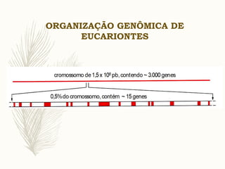 ORGANIZAÇÃO GENÔMICA DE
EUCARIONTES
 