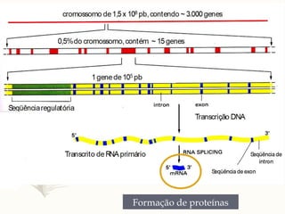 Formação de proteínas
 