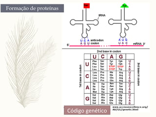 Código genético
 
