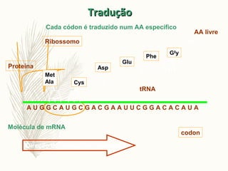 TraduçãoTradução
Molécula de mRNA
A U G G C A U G C G A C G A A U U C G G A C A C A U A
Cys
Met
Ala
5’ 3’
Asp
Glu
Phe
His
Direção do avanço do ribossomo
Ribossomo
Proteína
tRNA
AA livre
codon
Gly
Cada códon é traduzido num AA específico
 