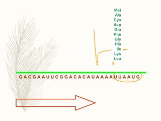 G A C G A A U U C G G A C A C A U A A A A U U A A U G
Met
Met
Ala
Cys
Asp
Glu
Phe
Gly
His
Ile
Lys
Leu
5’ 3’
Asn
 