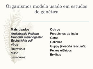 Organismos modelo usado em estudos
de genética
Mais usadosMais usados
Arabidopsis thalianaArabidopsis thaliana
Drosofila melanogasterDrosofila melanogaster
Escherichia coliEscherichia coli
VírusVírus
RetrovírusRetrovírus
MilhoMilho
LevedurasLeveduras
OutrosOutros
Porquinhos-da-índiaPorquinhos-da-índia
GatosGatos
GalinhasGalinhas
Guppy (Guppy (Poecilia reticulataPoecilia reticulata))
Peixes elétricosPeixes elétricos
ErvilhasErvilhas
 