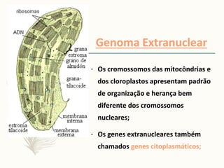 - Os cromossomos das mitocôndrias e
dos cloroplastos apresentam padrão
de organização e herança bem
diferente dos cromossomos
nucleares;
- Os genes extranucleares também
chamados genes citoplasmáticos;
 