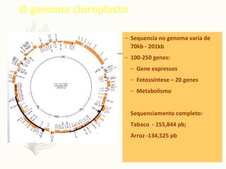 O genoma cloroplasto
– Sequencia no genoma varia de
70kb - 201kb
– 100-250 genes:
– Gene expressos
– Fotossíntese – 20 genes
– Metabolismo
Sequenciamento completo:
Tabaco - 155,844 pb;
Arroz -134,525 pb
 