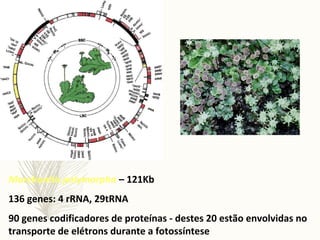 Marchantia polymorpha – 121Kb
136 genes: 4 rRNA, 29tRNA
90 genes codificadores de proteínas - destes 20 estão envolvidas no
transporte de elétrons durante a fotossíntese
 