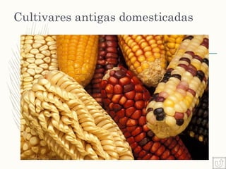 Cultivares antigas domesticadas
 