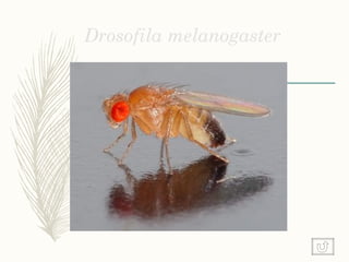 Drosofila melanogaster
 