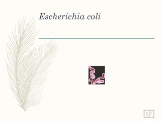 Escherichia coli
 