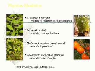 Plantas Modelos
• Arabidiopsis thaliana
--modelo florescimento e dicotiledônea
• Oryza sativa (rice)
--modelo monocotiledônea
• Medicago truncatula (barrel medic)
--modelo leguminosas
• Lycopersicon esculentum (tomato)
--modelo de frutificação
Também, milho, tabaco, trigo, etc.…
 