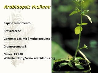 Arabidopsis thalianaArabidopsis thaliana
Rapido crescimento
Brassicaceae
Genome: 125 Mb ( muito pequeno )
Cromossomos: 5
Genes: 25.498
Website: http://www.arabidopsis.org
 
