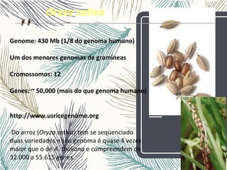 Oryza sativa
Genome: 430 Mb (1/8 do genoma humano)
Um dos menores genomas de gramíneas
Cromossomos: 12
Genes: ~ 50,000 (mais do que genoma humano)
http://www.usricegenome.org
Do arroz (Oryza sativa) tem se seqüenciado
duas variedades e seu genoma é quase 4 vezes
maior que o de A. thaliana e compreendem de
32.000 a 55.615 genes.
 