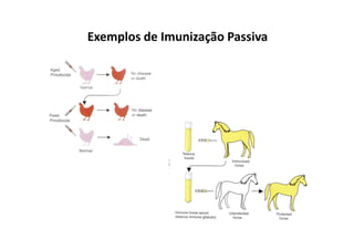 Exemplos de Imunização Passiva

 