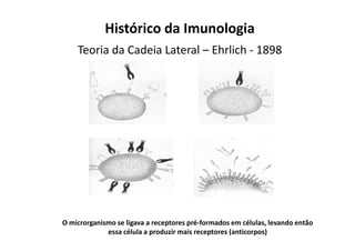 Histórico da Imunologia
Teoria da Cadeia Lateral – Ehrlich - 1898

O microrganismo se ligava a receptores pré-formados em células, levando então
essa célula a produzir mais receptores (anticorpos)

 