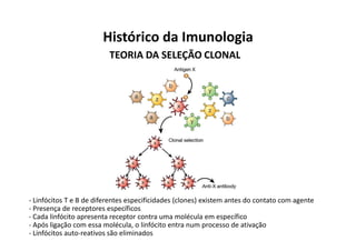 Histórico da Imunologia
TEORIA DA SELEÇÃO CLONAL

- Linfócitos T e B de diferentes especificidades (clones) existem antes do contato com agente
- Presença de receptores específicos
- Cada linfócito apresenta receptor contra uma molécula em específico
- Após ligação com essa molécula, o linfócito entra num processo de ativação
- Linfócitos auto-reativos são eliminados

 
