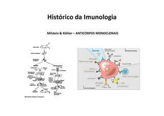 Histórico da Imunologia
Milstein & Köhler – ANTICORPOS MONOCLONAIS

 