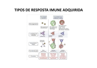 TIPOS DE RESPOSTA IMUNE ADQUIRIDA

 