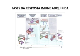 FASES DA RESPOSTA IMUNE ADQUIRIDA

 