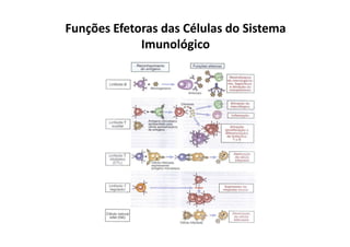 Funções Efetoras das Células do Sistema
Imunológico

 