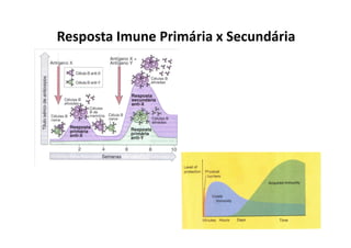Resposta Imune Primária x Secundária

 