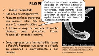 ✓ Classe Trematoda
• São endo ou ectoparasitas.
• Possuem cutícula protetora na epiderme e
não possuem cílios. São hermafroditas,
mas o S. mansoni é dióico.
• A fêmea se aloja na cavidade do macho
chamada canal ginecóforo. Fazem
fecundação cruzada e interna.
• Como representante hermafrodita temos
a Fasciola hepatica, que parasita o fígado
de carneiros e eventualmente o ser
humano.
FILO PLATYHELMINTHES
Macho e fêmea (na cavidade ventral do
macho) de Schistossoma mansoni . Note
a ventosa na parte anterior.
Espécie em que os sexos se encontram
separados em indivíduos diferentes,
como na maior parte dos animais
vertebrados. Ocasionalmente algum
indivíduo de uma espécie dióica pode
apresentar, em maior ou menor grau,
órgãos sexuais dos dois sexos; é
chamado de hermafrodita
 