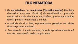 FILO NEMATODA
▪ Os nematódeos ou nemátodos (Nemathelminthe) (também
chamados de vermes cilíndricos) são considerados o grupo de
metazoários mais abundante na biosfera, que incluem muitas
formas parasitas de plantas e animais
▪ A maioria de vida livre, representantes parasitas em vários
tipos de plantas e animais.
▪ Seu tamanho é muito variável, indo de aproximadamente 40
mm até cerca de 40 cm de comprimento.
 