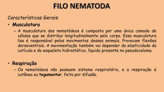 Características Gerais:
• Musculatura
– A musculatura dos nematódeos é composta por uma única camada de
células que se distribui longitudinalmente pelo corpo. Essa musculatura
lisa é responsável pelos movimentos desses animais. Provocam flexões
dorsoventrais. A movimentação também vai depender da elasticidade da
cutícula e do esqueleto hidrostático, líquido presente no pseudoceloma.
• Respiração
– Os nematódeos não possuem sistema respiratório, e a respiração é
cutânea ou tegumentar, feita por difusão.
FILO NEMATODA
 
