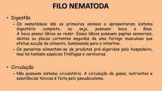 • Digestão
– Os nematódeos são os primeiros animais a apresentarem sistema
digestório completo, ou seja, possuem boca e ânus.
A boca possui lábios ao redor. Esses lábios possuem papilas sensoriais,
dentes ou placas cortantes seguidas de uma faringe musculosa que
efetua sucção do alimento, bombeando para o intestino.
– Os parasitas alimentam-se de produtos pré-digeridos pelo hospedeiro,
mas há também espécies fitófagas e carnívoras.
• Circulação
– Não possuem sistema circulatório. A circulação de gases, nutrientes e
substâncias tóxicas é feita pelo pseudoceloma.
FILO NEMATODA
 