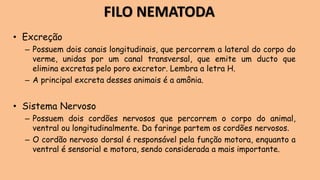 • Excreção
– Possuem dois canais longitudinais, que percorrem a lateral do corpo do
verme, unidas por um canal transversal, que emite um ducto que
elimina excretas pelo poro excretor. Lembra a letra H.
– A principal excreta desses animais é a amônia.
• Sistema Nervoso
– Possuem dois cordões nervosos que percorrem o corpo do animal,
ventral ou longitudinalmente. Da faringe partem os cordões nervosos.
– O cordão nervoso dorsal é responsável pela função motora, enquanto a
ventral é sensorial e motora, sendo considerada a mais importante.
FILO NEMATODA
 
