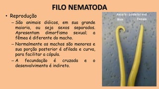 • Reprodução
– São animais dióicos, em sua grande
maioria, ou seja sexos separados.
Apresentam dimorfismo sexual; a
fêmea é diferente do macho.
– Normalmente os machos são menores e
sua porção posterior é afilada e curva,
para facilitar a cópula.
– A fecundação é cruzada e o
desenvolvimento é indireto.
FILO NEMATODA
 