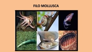 FILO MOLLUSCA
 