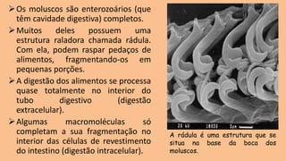➢Os moluscos são enterozoários (que
têm cavidade digestiva) completos.
➢Muitos deles possuem uma
estrutura raladora chamada rádula.
Com ela, podem raspar pedaços de
alimentos, fragmentando-os em
pequenas porções.
➢A digestão dos alimentos se processa
quase totalmente no interior do
tubo digestivo (digestão
extracelular).
➢Algumas macromoléculas só
completam a sua fragmentação no
interior das células de revestimento
do intestino (digestão intracelular).
A rádula é uma estrutura que se
situa na base da boca dos
moluscos.
 