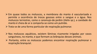 ➢ Em quase todos os moluscos, a membrana do manto é vascularizada e
permite a ocorrência de trocas gasosas entre o sangue e a água. Nos
moluscos terrestres, como o caramujo-de-jardim (Helix sp.), a cavidade do
manto é cheia de ar e comporta-se como um pulmão.
➢ Trata-se de uma forma particular de respiração pulmonar.
➢ Nos moluscos aquáticos, existem lâminas ricamente irrigadas por vasos
sanguíneos, no manto, e que formam as brânquias desses animais.
➢ Portanto, entre os moluscos podemos encontrar respiração pulmonar e
respiração branquial.
 